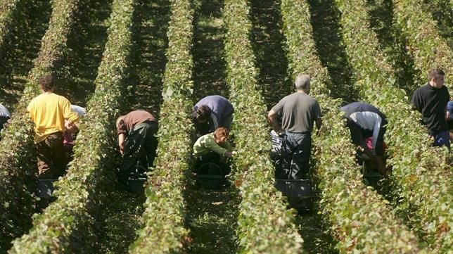 El origen de cada botella empieza en la vendimia