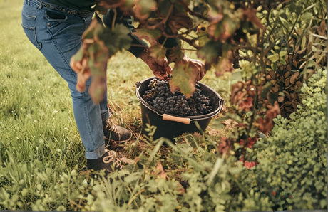 Descubre una selección de grandes vinos de  España
